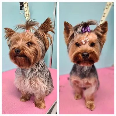 Aloha Woof Groomer - Spa dla psa i kota